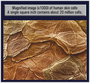 Magnified image of human skin cells - 1000 times.  A single square inch contains about 20 million cells.